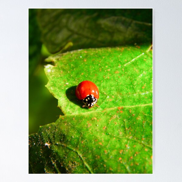 Artikelvorschau, Ladybug entworfen und verkauft von Pandrot.