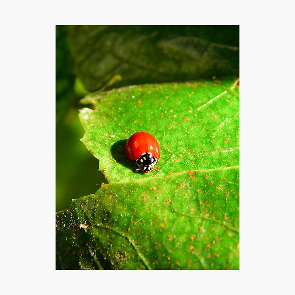 Item preview, Ladybug designed and sold by Pandrot.