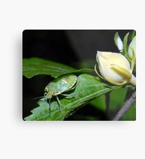 A Bug? Metal Print