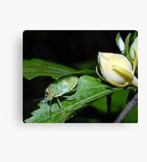 A Bug? Canvas Print