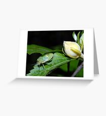 A Bug? Greeting Card