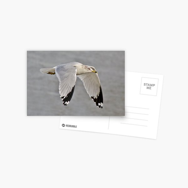 Item preview, Soaring Sea Gull designed and sold by Paulette1021.
