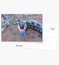 Well Blah to you! Mountain blue-tongue skink, Tiliqua nigrolutea Postcards