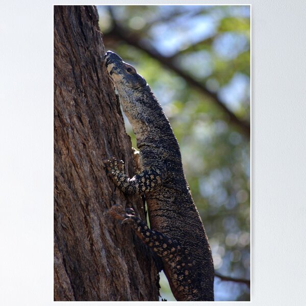Item preview, Go,Go, Goanna! designed and sold by Katrina Freckleton.