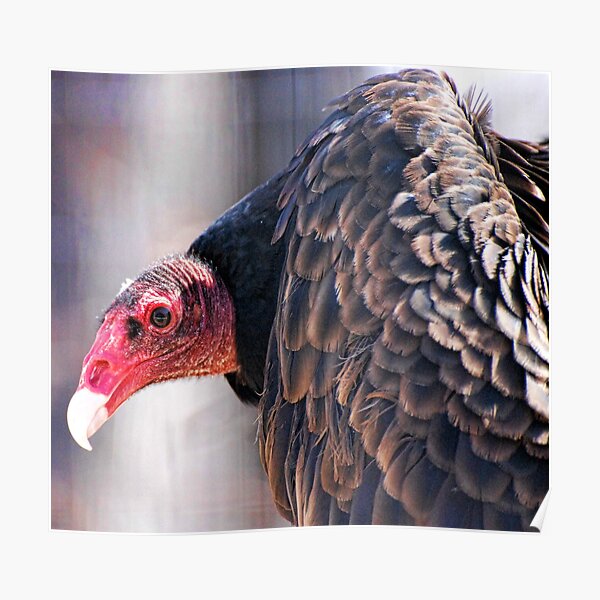 Vulture or Turkey Buzzard Poster
