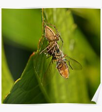 Spider Eating Fly Poster