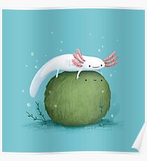 Axolotl auf einem Mossball Poster