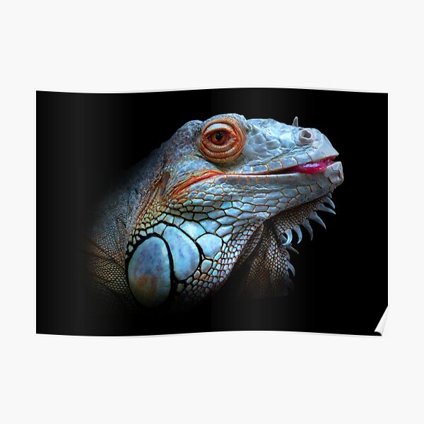 Cool Blue Iguana Poster