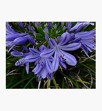 African lily, Agapanthus africanus Photographic Print