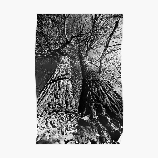 Dancing Trees Poster
