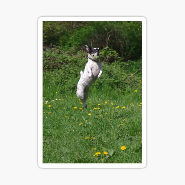 Jack Russell jumping for ball Sticker