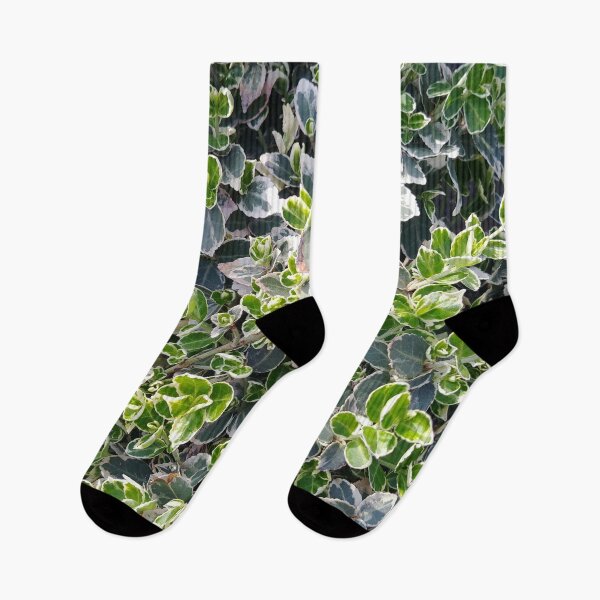 Item preview, Euonymus scrub designed and sold by AidaArt.