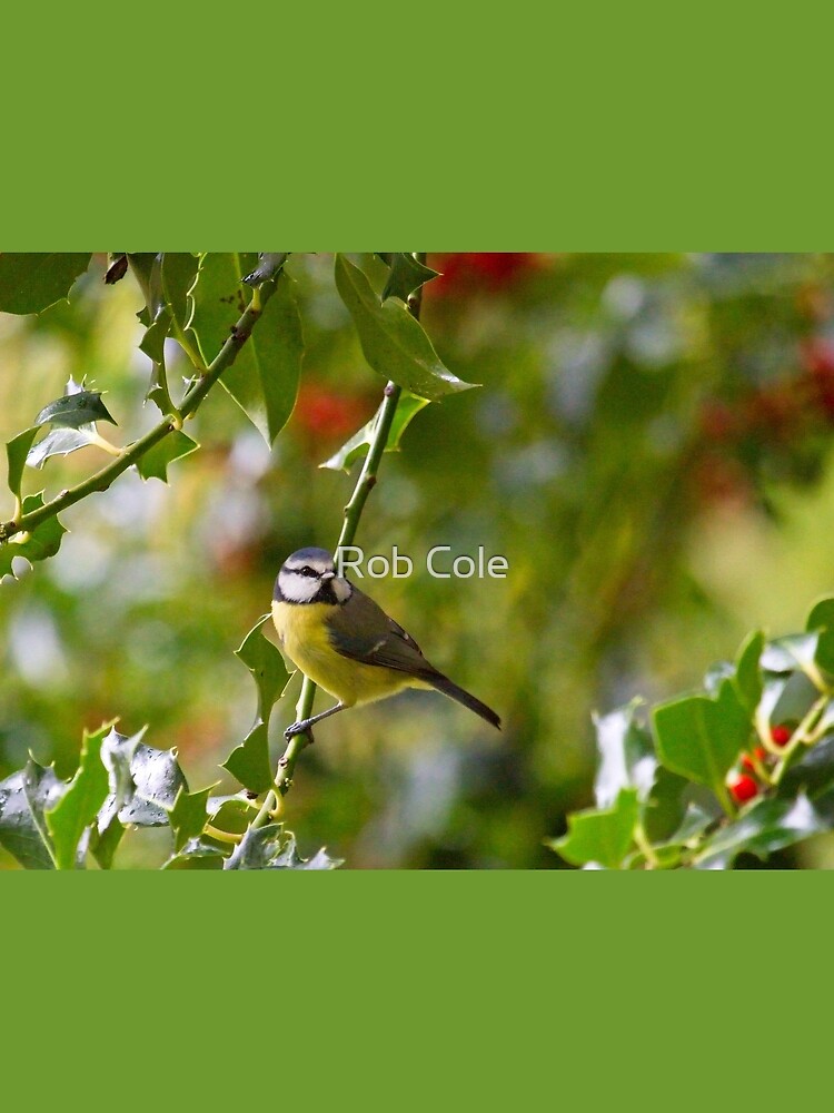 Blue Tit (Cyanistes caeruleus) by robcole
