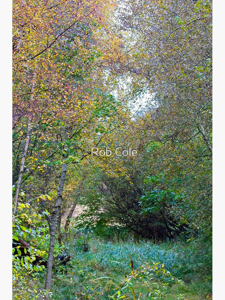 Autumnal Leaf Colours in Woodland Trees by robcole