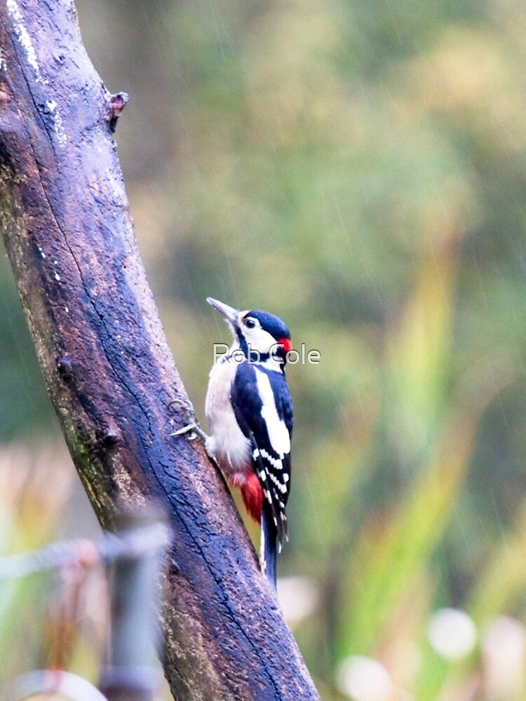 Great Spotted Woodpecker (Dendrocopos major) by robcole