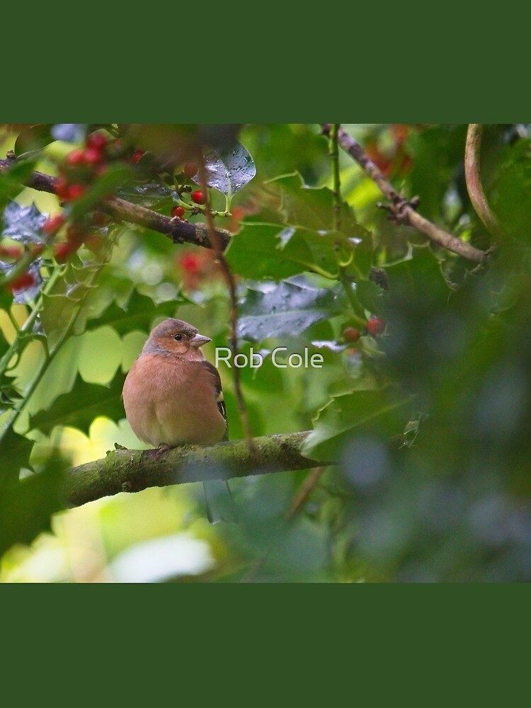 Chaffinch (Fringilla coelebs) by robcole