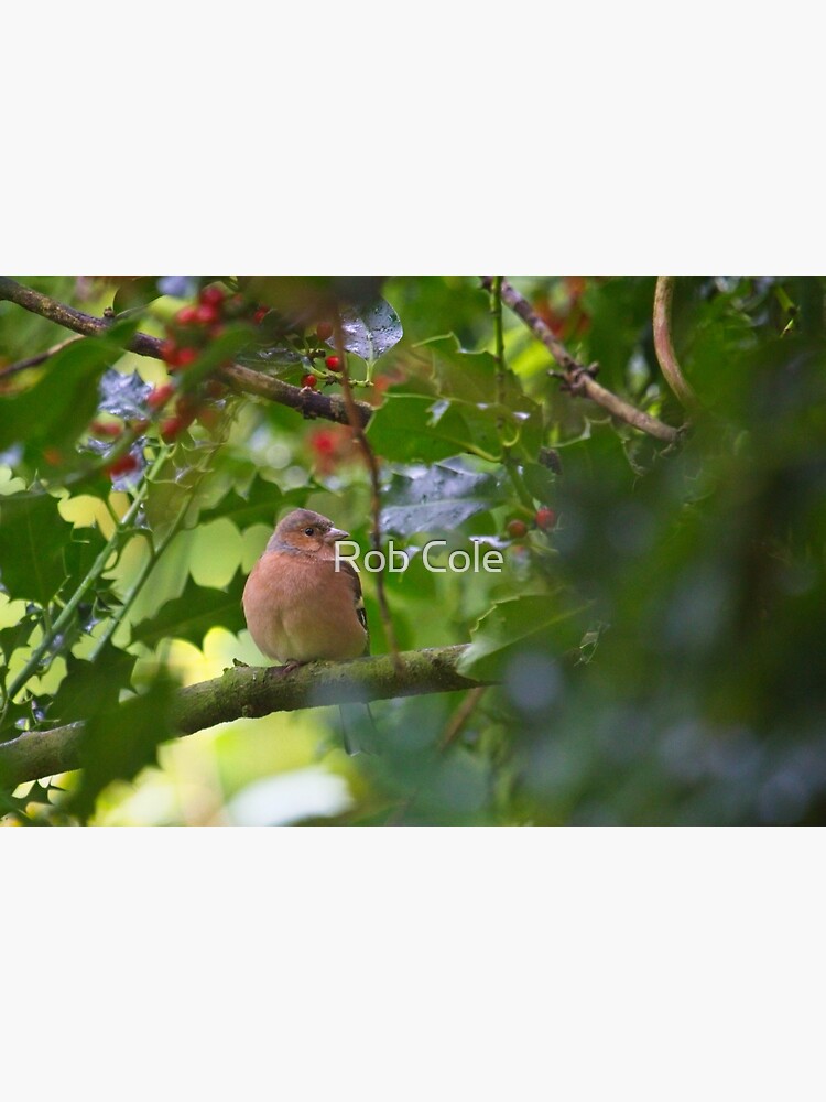 Chaffinch (Fringilla coelebs) by robcole