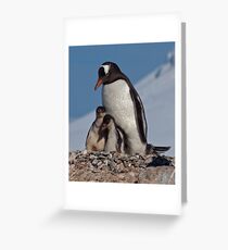 Gentoo Greetings from Antarctica Greeting Card
