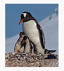 Gentoo Greetings from Antarctica Photographic Print