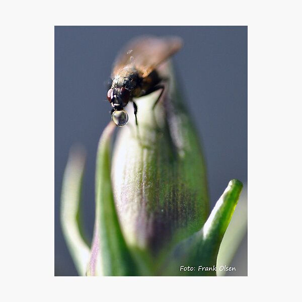 Item preview, Flie with bubble designed and sold by Frank Olsen.