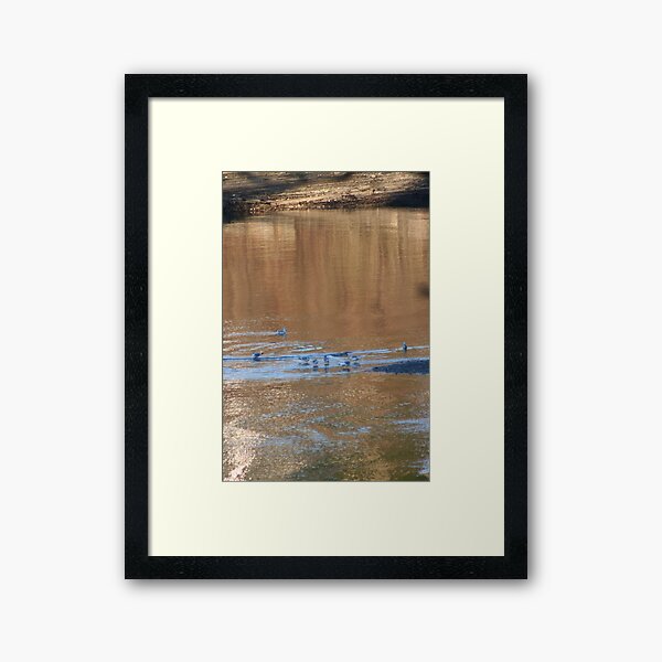 Seagulls on the Bay Framed Art Print
