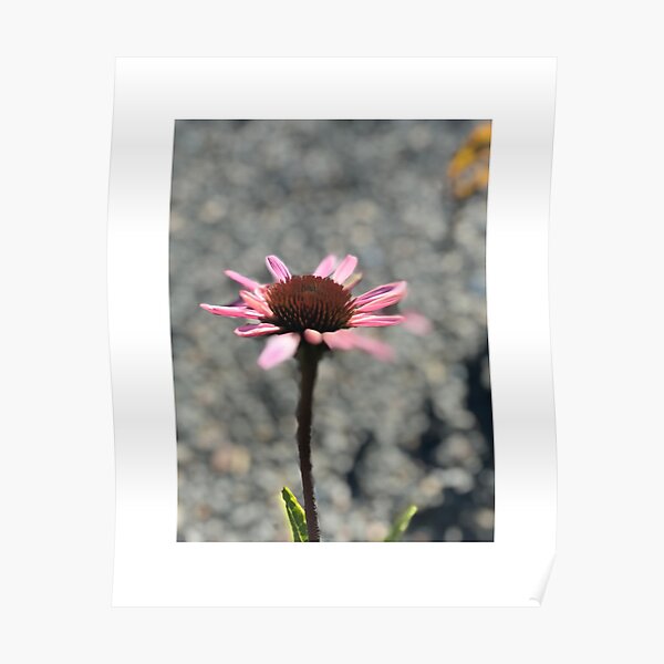 Flower cornflower pink 102019 Poster