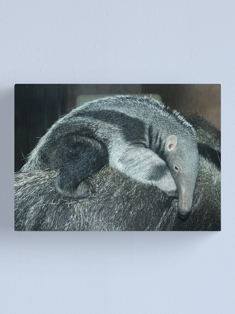 Alternate view of Portrait of a baby anteater Canvas Print