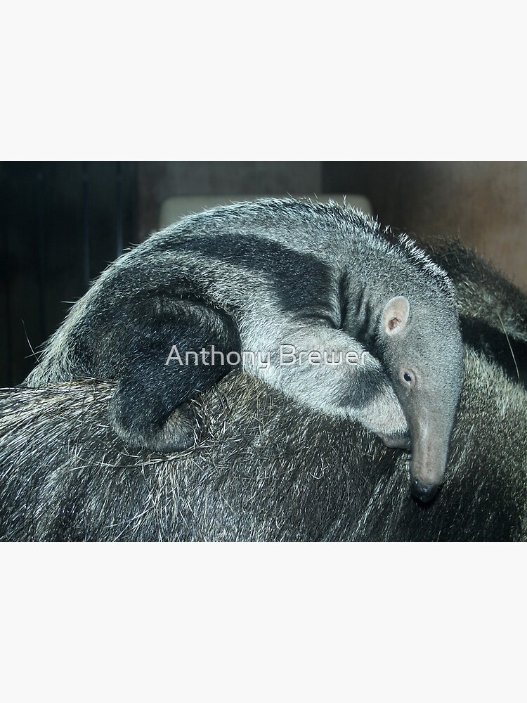 Portrait of a baby anteater by dailyanimals