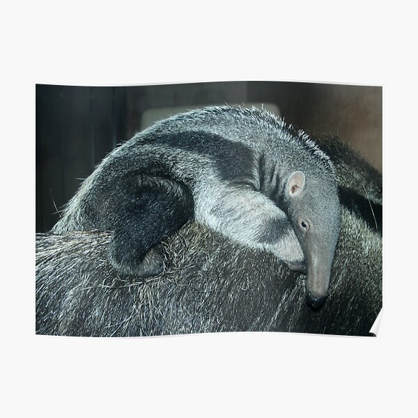 Portrait of a baby anteater Poster