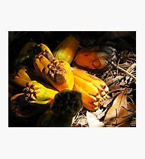 fallen pandanus fruit Photographic Print