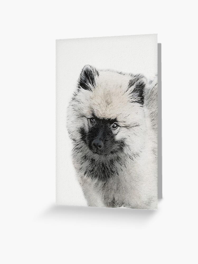 white keeshond puppy