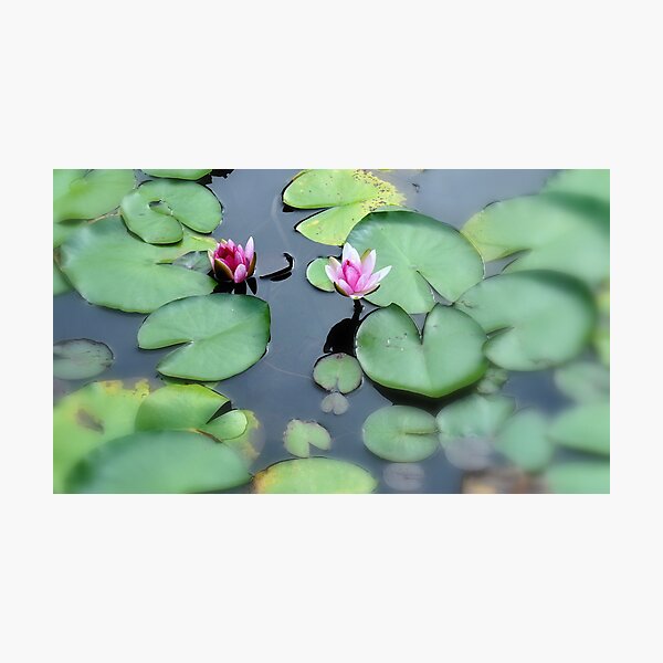 Artikelvorschau, A flower in a wirl of lily pads..Sendai, Japan entworfen und verkauft von Heather Butler.
