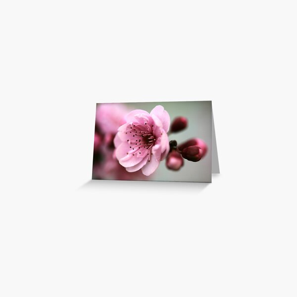 Cherry Pink Greeting Card