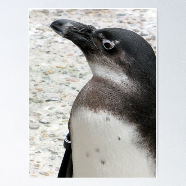 Artikelvorschau, Proud Penguin entworfen und verkauft von CavyGirl.