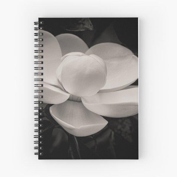 Aperçu de l'œuvre Fleur blanche créée et vendue par David  Guidas.