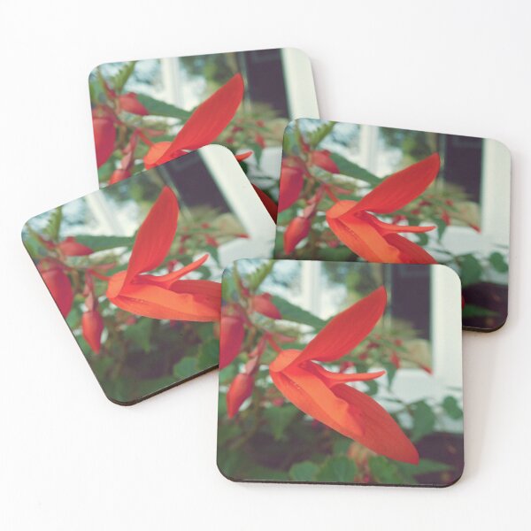 Item preview, Begonia 'bonfire' designed and sold by magsdesigns.