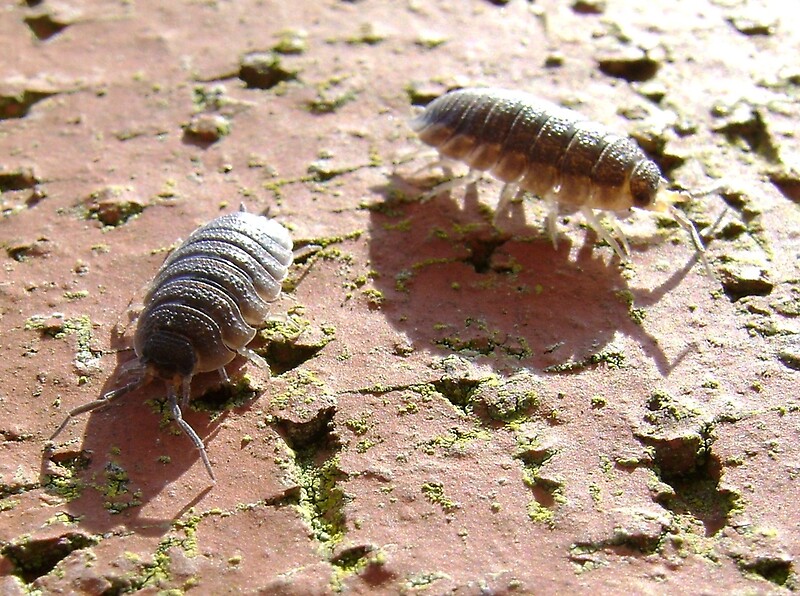 "armadillo bugs (woodlice on a brick)" by armadillozenith | Redbubble