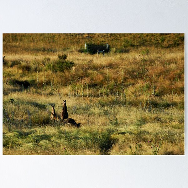 Item preview, Roos at sunrise...  Grassy Valley, Namadgi. designed and sold by Richard  Stanley.