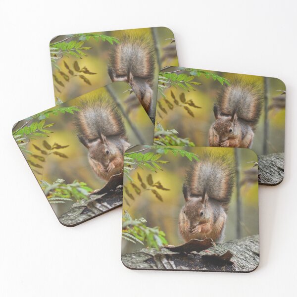 Item preview, Hmm All served on a plate. Eurasian red squirrel designed and sold by Jouko Lehto Photography.