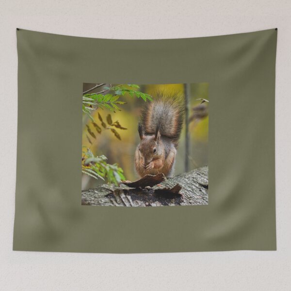 Item preview, Hmm All served on a plate. Eurasian red squirrel designed and sold by Jouko Lehto Photography.