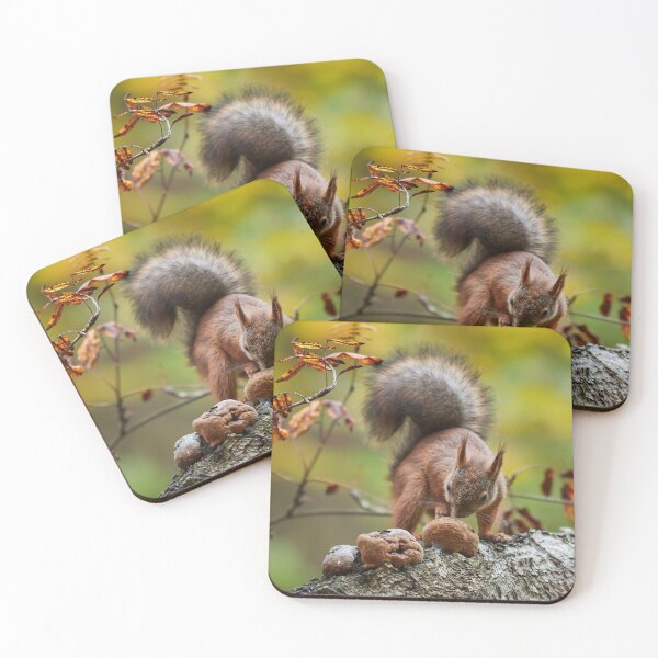 Item preview, To eat or not. Eurasian red squirrel designed and sold by Jouko Lehto Photography.