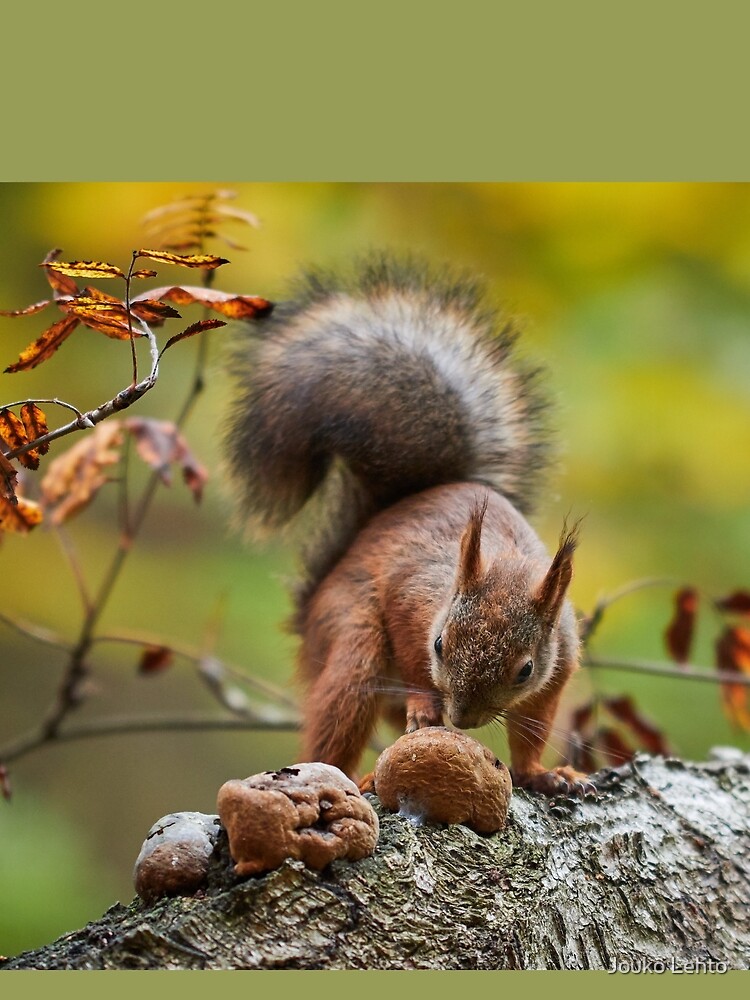 To eat or not. Eurasian red squirrel by JoukoKLehto