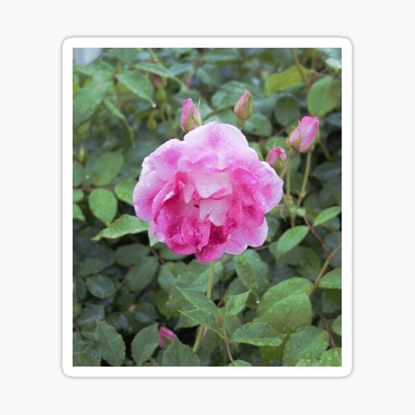 Item preview, Chantilly Pink designed and sold by Andykinoz.