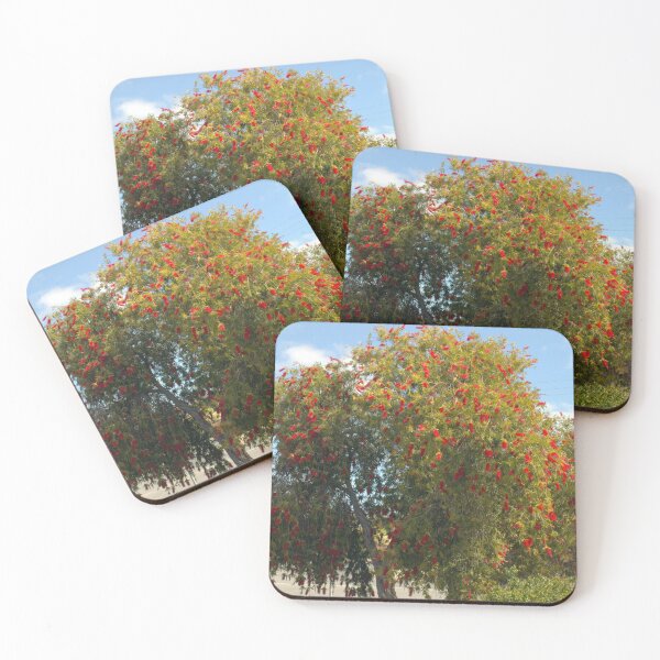 Item preview, Bottle Brush - Genus Callistemon, a part of the family Myrtaceae designed and sold by Clive.
