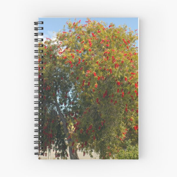 Artikelvorschau, Flaschenbürste - Gattung Callistemon, ein Teil der Familie Myrtaceae entworfen und verkauft von Clive.
