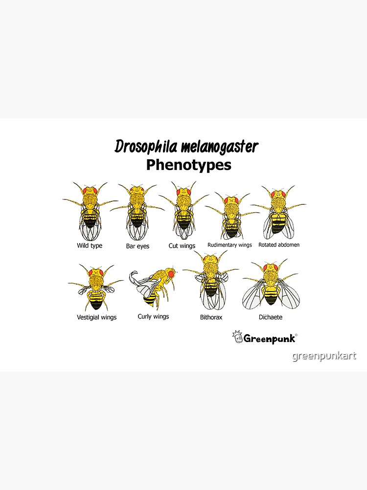 Drosophila melanogaster Phenotypes by greenpunkart
