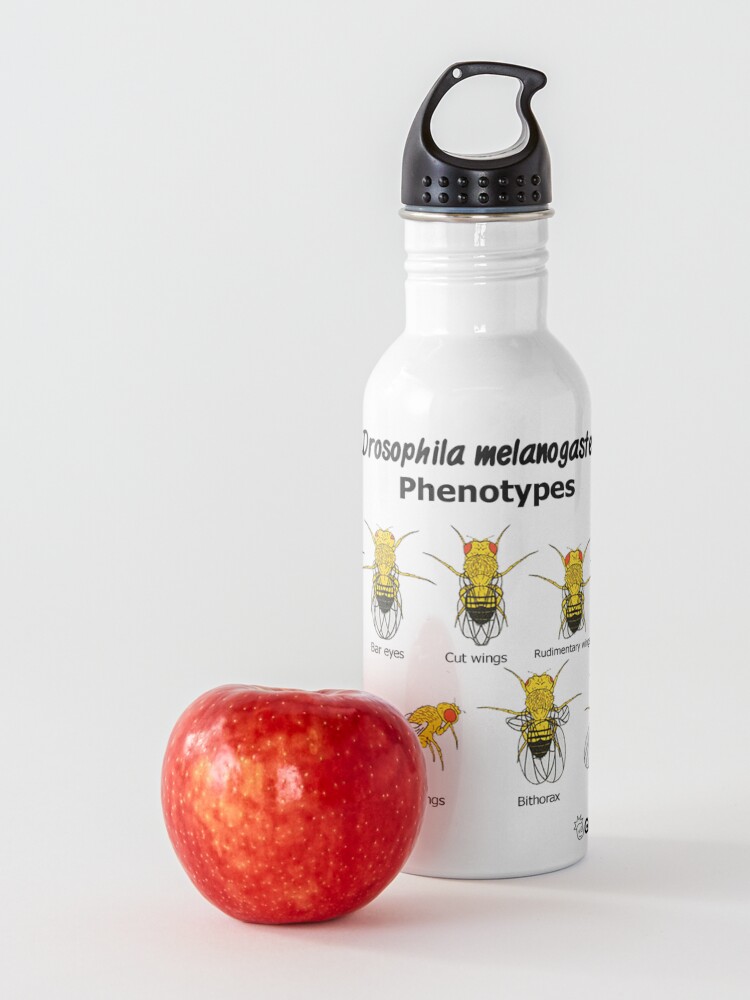 Alternate view of Drosophila melanogaster Phenotypes Water Bottle