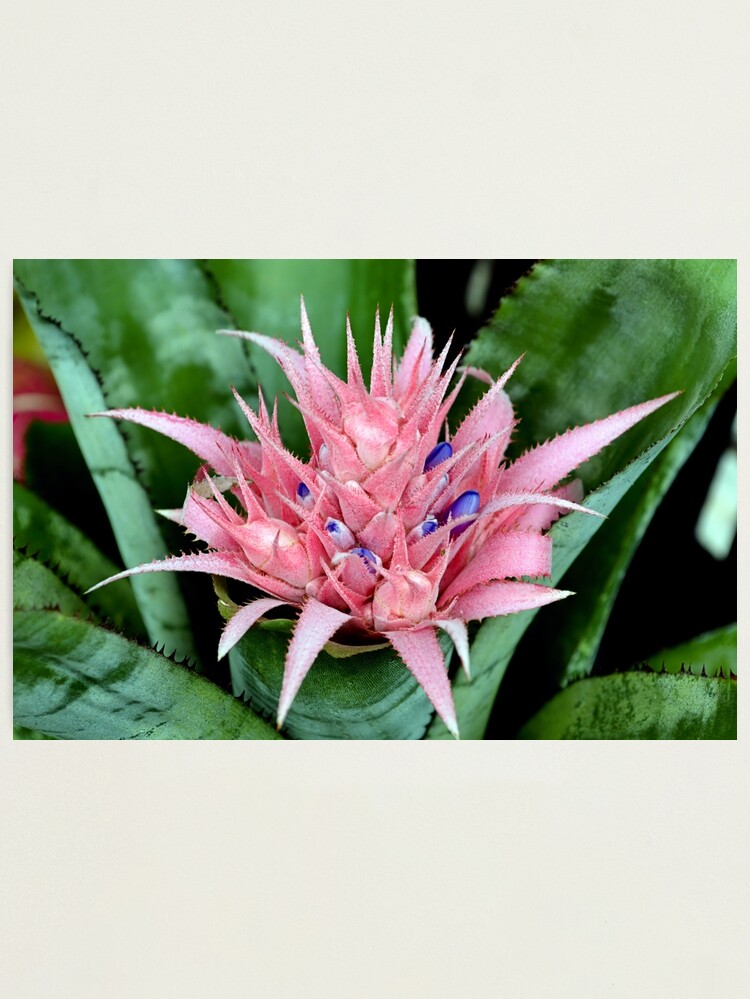 Lámina fotográfica «Flor de cactus rosa» de 8FistsofTees | Redbubble Lámina fotográfica «Flor de cactus rosa» de 8FistsofTees | Redbubble