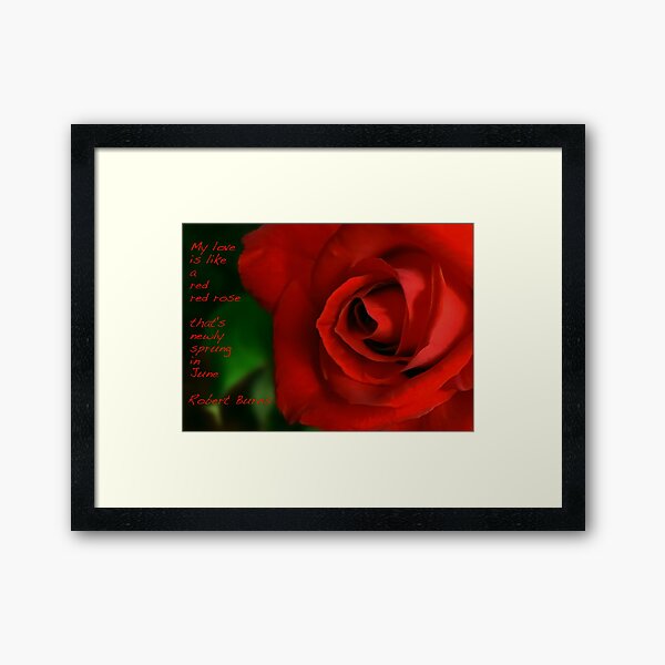 A Red, Red Rose, My Love Is Like Framed Art Print