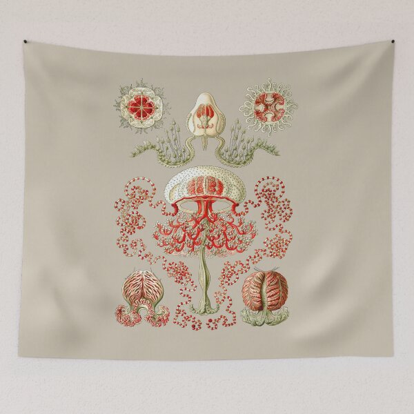Item preview, Anthomedusae, jellyfish with tentacles arising from the bell margin. designed and sold by Squirrox.